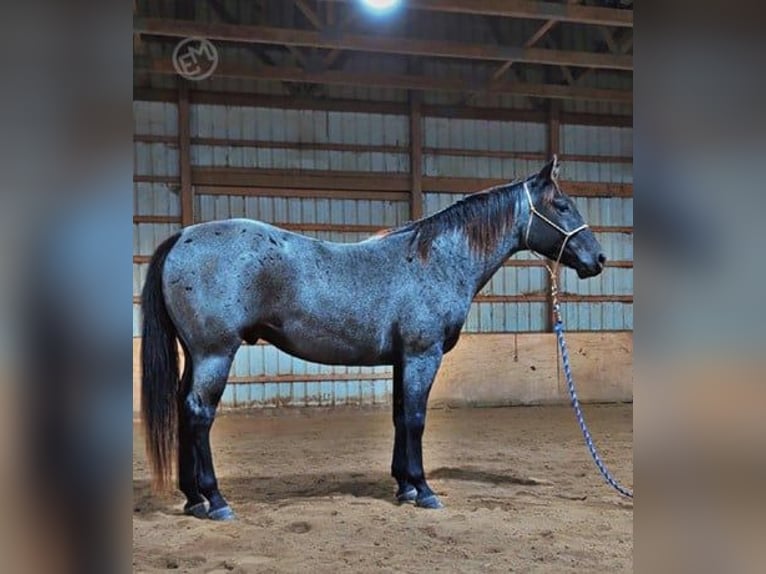 American Quarter Horse Castrone 5 Anni 152 cm Roano blu in Wooster