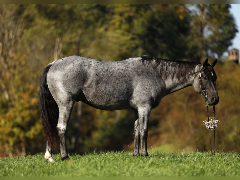 American Quarter Horse Mix Castrone 5 Anni 152 cm Roano blu in Millersburg, oh