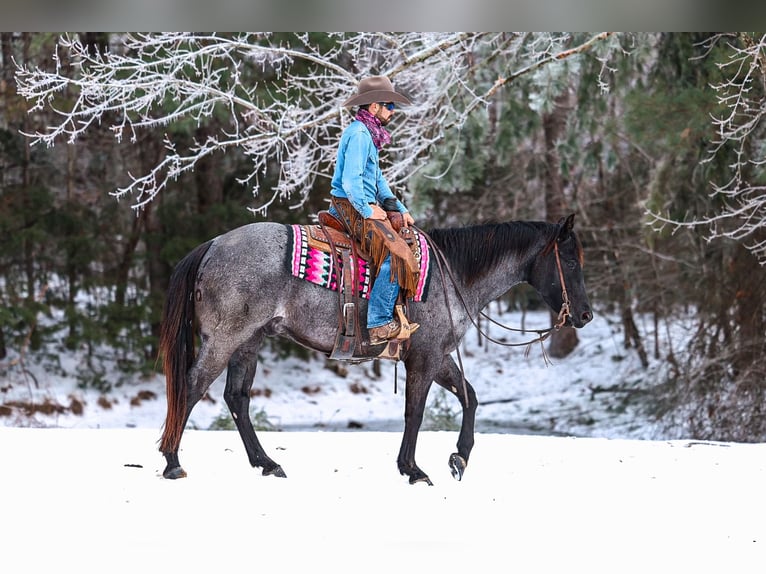 American Quarter Horse Castrone 5 Anni 152 cm Roano blu in Lyles