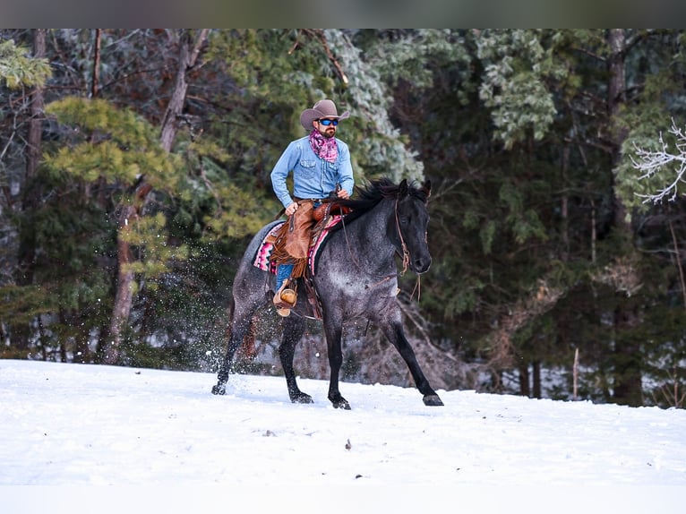 American Quarter Horse Castrone 5 Anni 152 cm Roano blu in Lyles