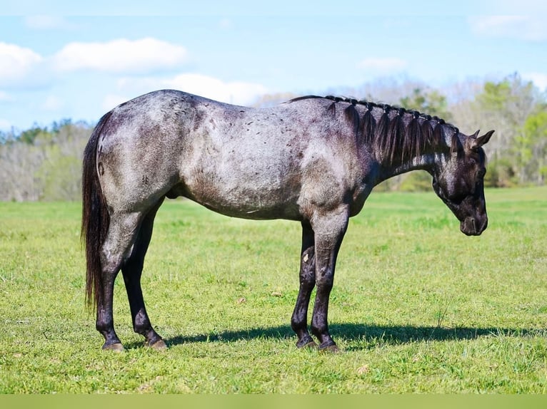 American Quarter Horse Castrone 5 Anni 152 cm Roano blu in Lyles