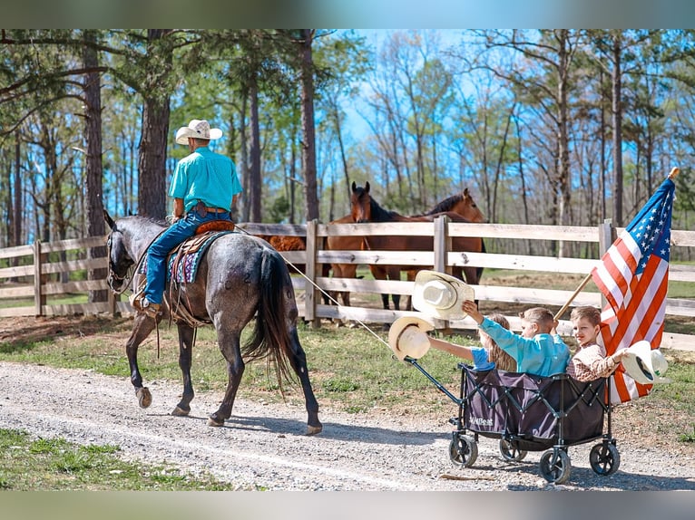 American Quarter Horse Castrone 5 Anni 152 cm Roano blu in Lyles