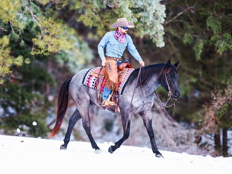 American Quarter Horse Castrone 5 Anni 152 cm Roano blu in Lyles