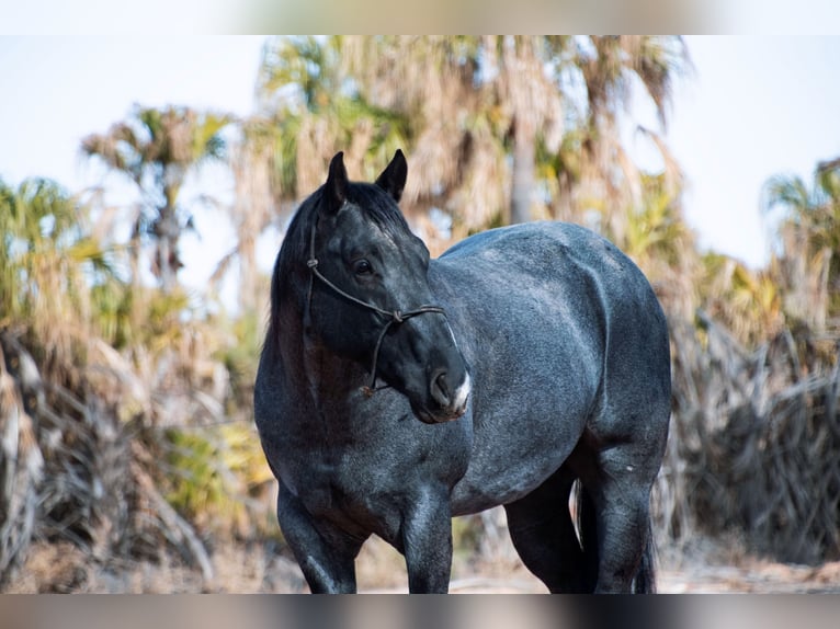 American Quarter Horse Castrone 5 Anni 152 cm Roano blu in Aguila