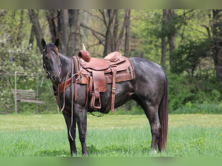 American Quarter Horse Castrone 5 Anni 152 cm Roano blu in Rebersburg, PA