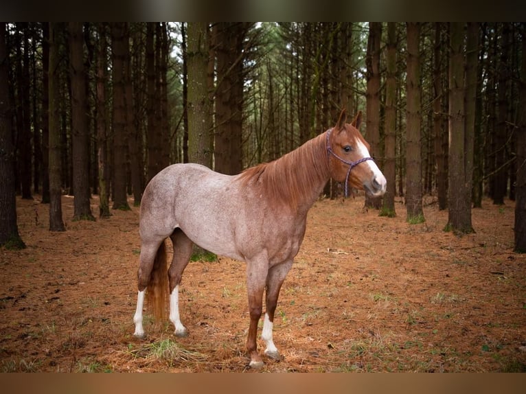 American Quarter Horse Castrone 5 Anni 152 cm Roano rosso in Middletown oh