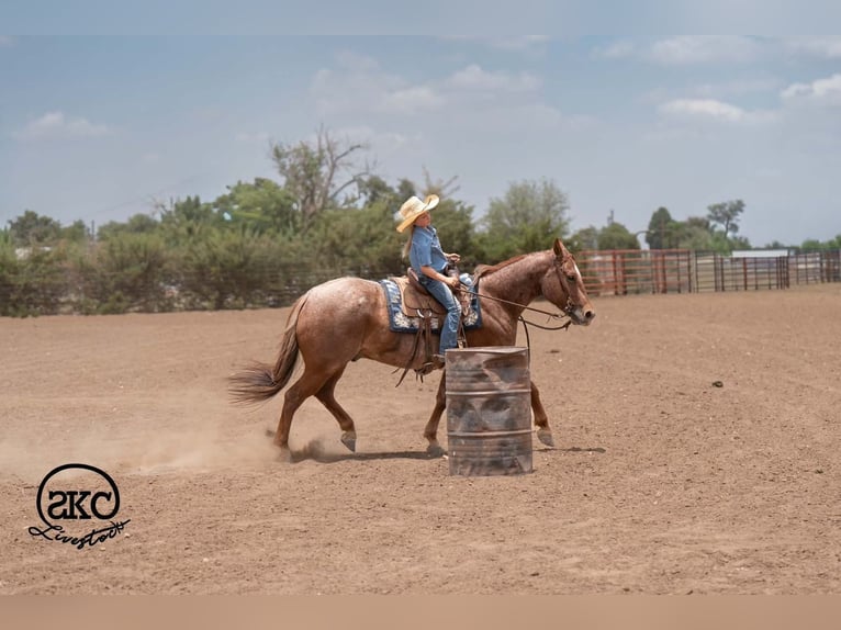 American Quarter Horse Castrone 5 Anni 152 cm Roano rosso in Canyon