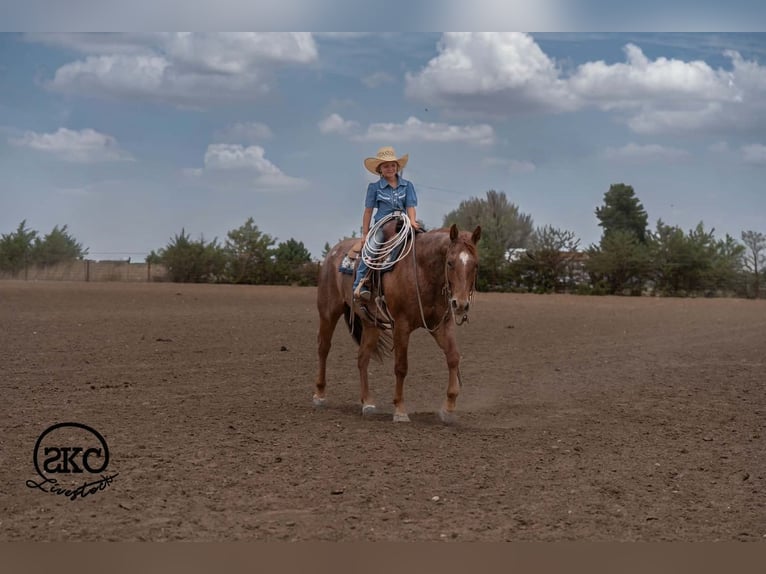 American Quarter Horse Castrone 5 Anni 152 cm Roano rosso in Canyon
