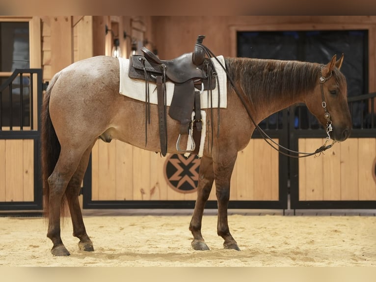 American Quarter Horse Castrone 5 Anni 152 cm Roano rosso in Needmore