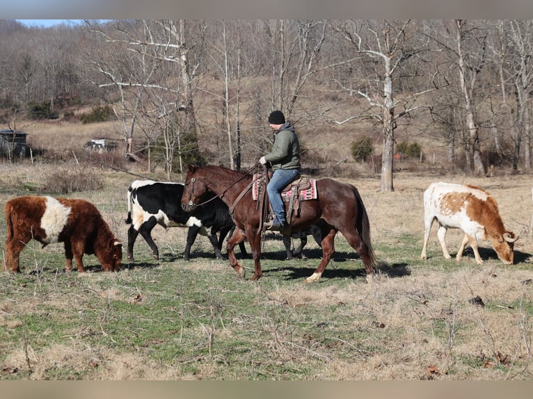 American Quarter Horse Castrone 5 Anni 152 cm Roano rosso in Mount Vernon