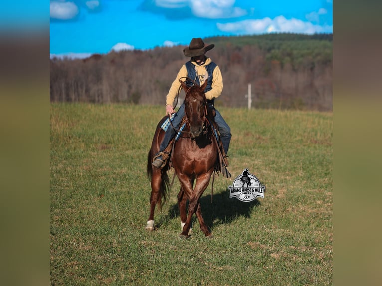 American Quarter Horse Castrone 5 Anni 152 cm Roano rosso in Mount Vernon