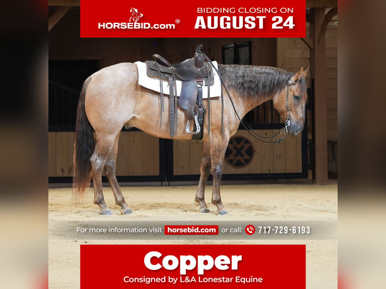 American Quarter Horse Castrone 5 Anni 152 cm Roano rosso in Needmore