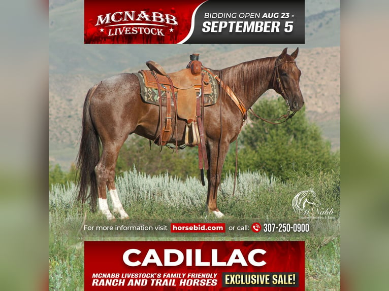 American Quarter Horse Castrone 5 Anni 152 cm Roano rosso in Cody, WY