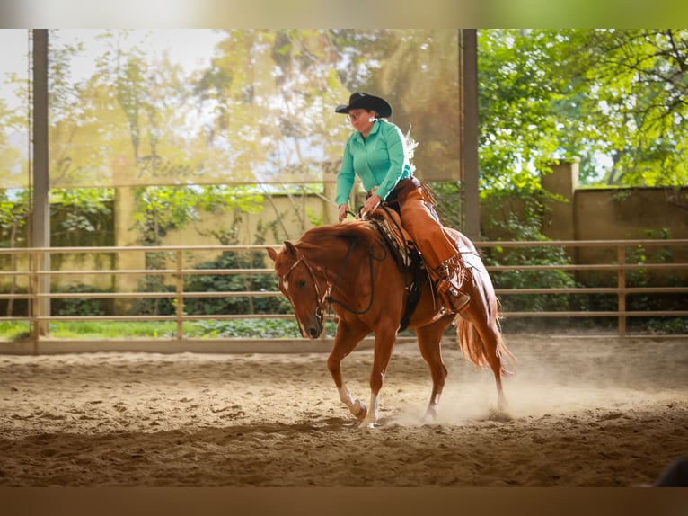 American Quarter Horse Castrone 5 Anni 152 cm Sauro in Wolfern