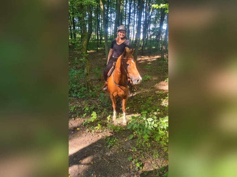 American Quarter Horse Castrone 5 Anni 152 cm Sauro in Wolfern