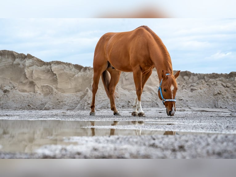 American Quarter Horse Castrone 5 Anni 152 cm Sauro in Wolfern