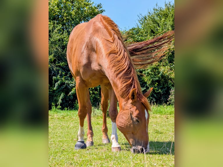 American Quarter Horse Castrone 5 Anni 152 cm Sauro in Wolfern