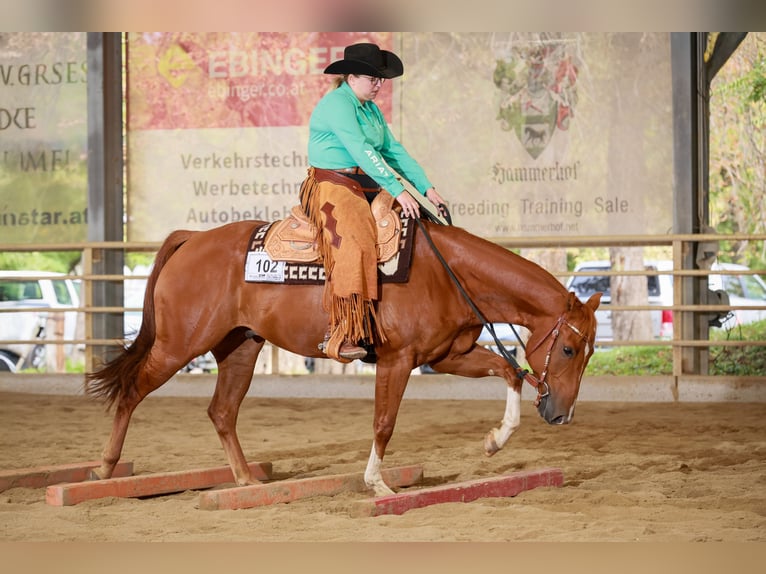 American Quarter Horse Castrone 5 Anni 152 cm Sauro in Wolfern