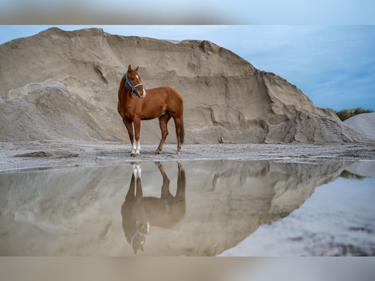 American Quarter Horse Castrone 5 Anni 152 cm Sauro in Wolfern