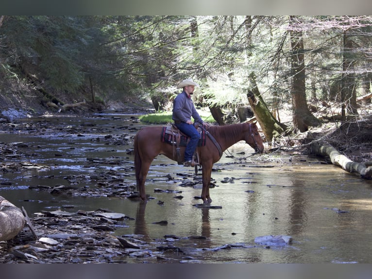 American Quarter Horse Castrone 5 Anni 152 cm Sauro ciliegia in Kidron, OH