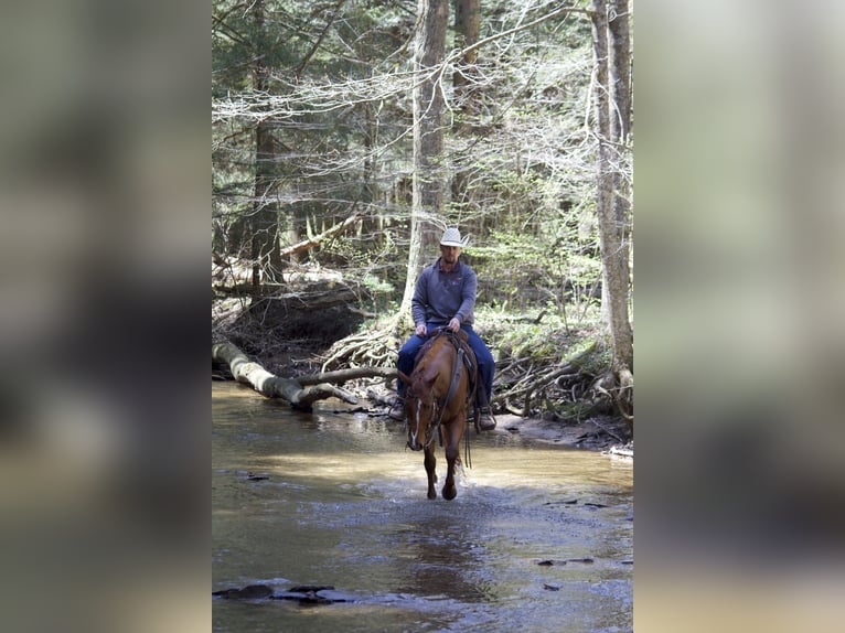 American Quarter Horse Castrone 5 Anni 152 cm Sauro ciliegia in Kidron, OH