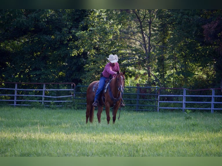 American Quarter Horse Castrone 5 Anni 152 cm Sauro ciliegia in Kidron, OH