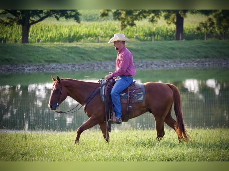 American Quarter Horse Castrone 5 Anni 152 cm Sauro ciliegia in Kidron, OH