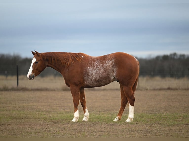 American Quarter Horse Castrone 5 Anni 152 cm Sauro ciliegia in Burleson