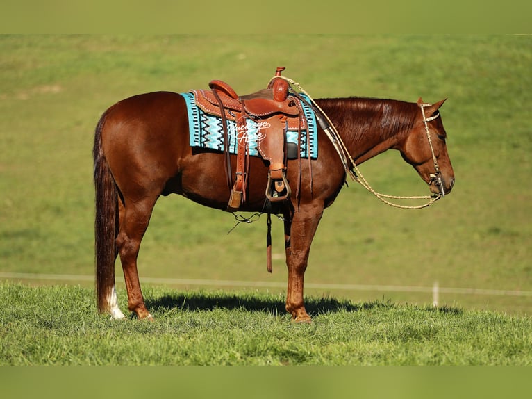American Quarter Horse Castrone 5 Anni 152 cm Sauro ciliegia in Millersburg