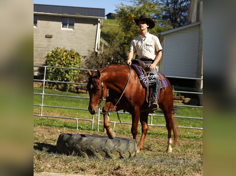 American Quarter Horse Castrone 5 Anni 152 cm Sauro ciliegia in Millersburg