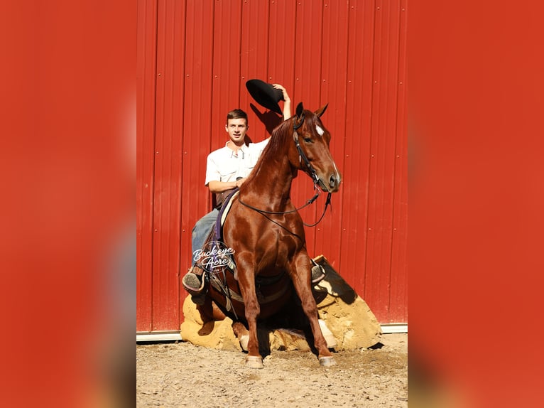 American Quarter Horse Castrone 5 Anni 152 cm Sauro ciliegia in Millersburg