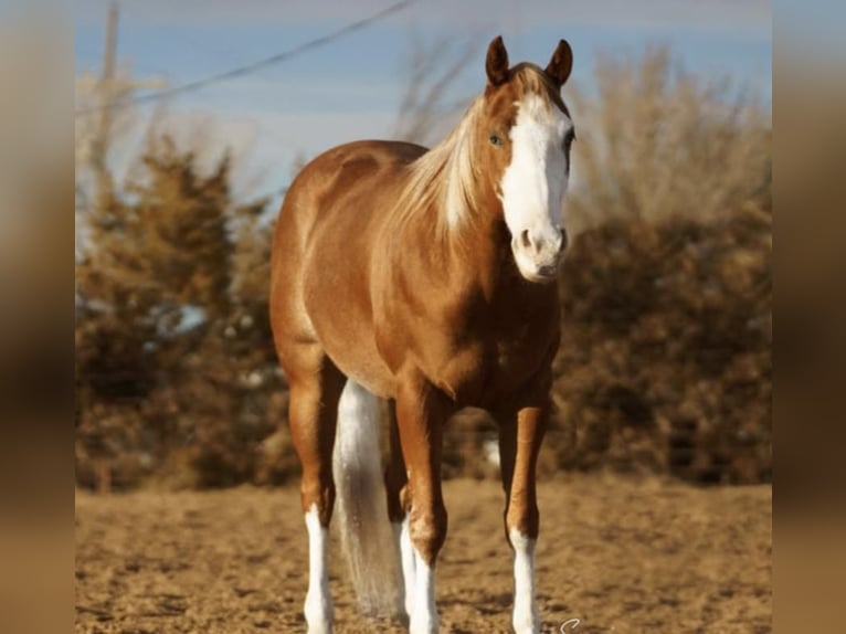 American Quarter Horse Castrone 5 Anni 152 cm Sauro ciliegia in Sweet Springs, MO