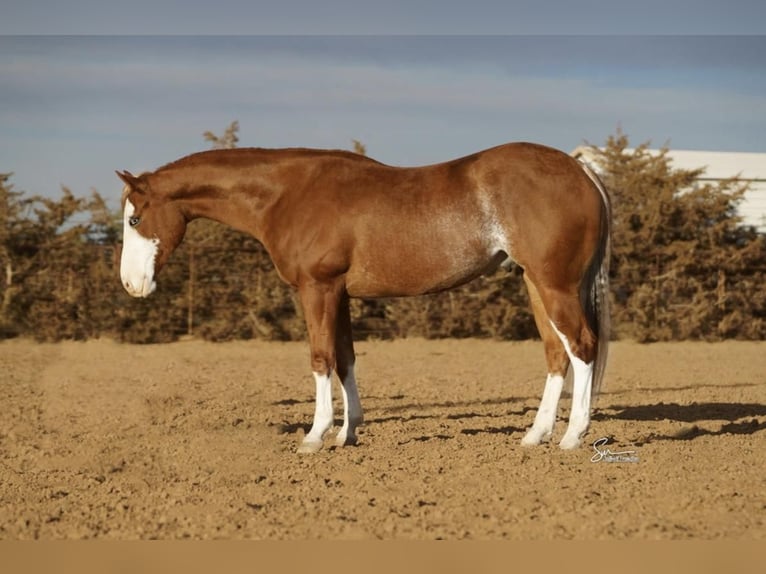 American Quarter Horse Castrone 5 Anni 152 cm Sauro ciliegia in Sweet Springs, MO