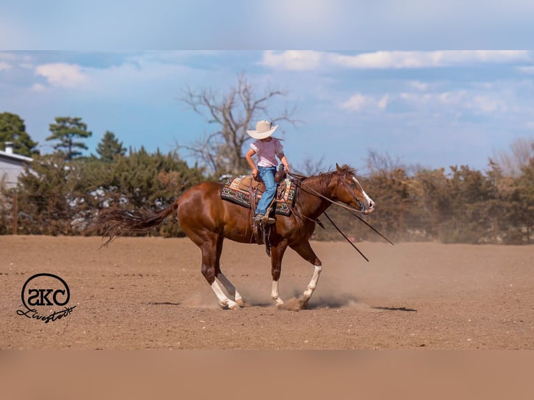 American Quarter Horse Castrone 5 Anni 152 cm Sauro ciliegia in Canyon
