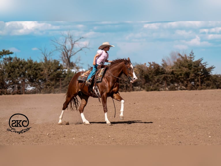 American Quarter Horse Castrone 5 Anni 152 cm Sauro ciliegia in Canyon