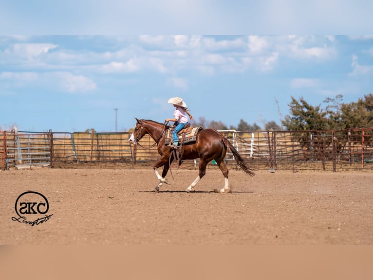 American Quarter Horse Castrone 5 Anni 152 cm Sauro ciliegia in Canyon