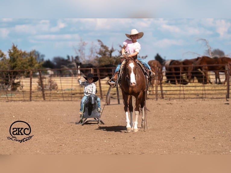 American Quarter Horse Castrone 5 Anni 152 cm Sauro ciliegia in Canyon