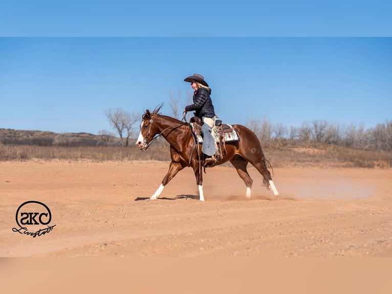 American Quarter Horse Castrone 5 Anni 152 cm Sauro ciliegia in Canyon