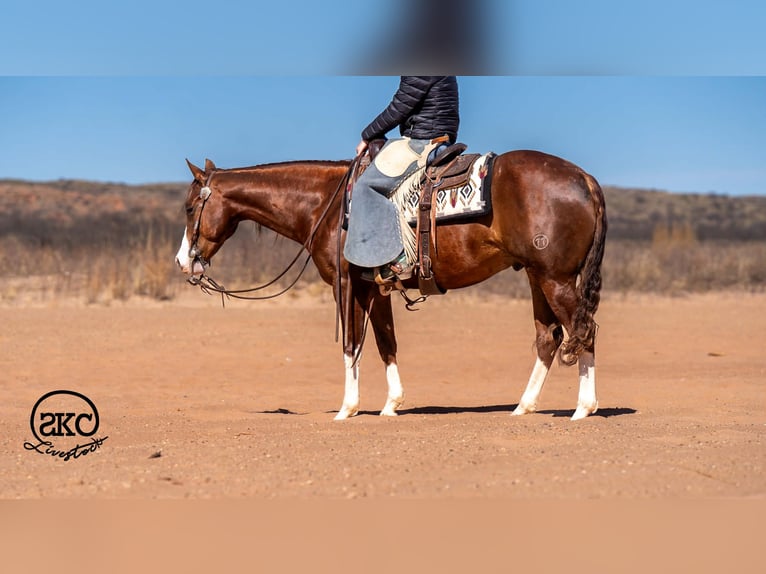 American Quarter Horse Castrone 5 Anni 152 cm Sauro ciliegia in Canyon
