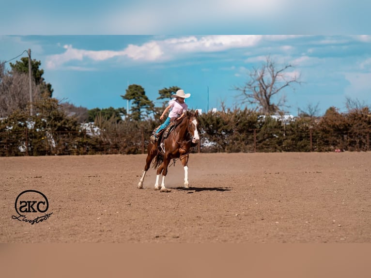 American Quarter Horse Castrone 5 Anni 152 cm Sauro ciliegia in Canyon