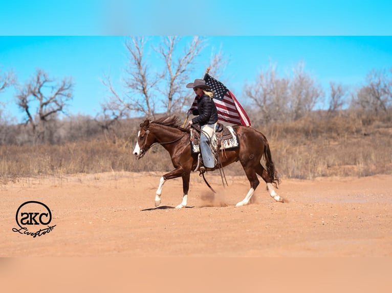 American Quarter Horse Castrone 5 Anni 152 cm Sauro ciliegia in Canyon