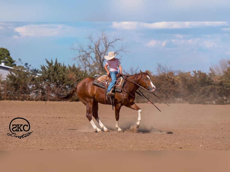 American Quarter Horse Castrone 5 Anni 152 cm Sauro ciliegia in Canyon