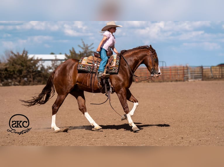 American Quarter Horse Castrone 5 Anni 152 cm Sauro ciliegia in Canyon