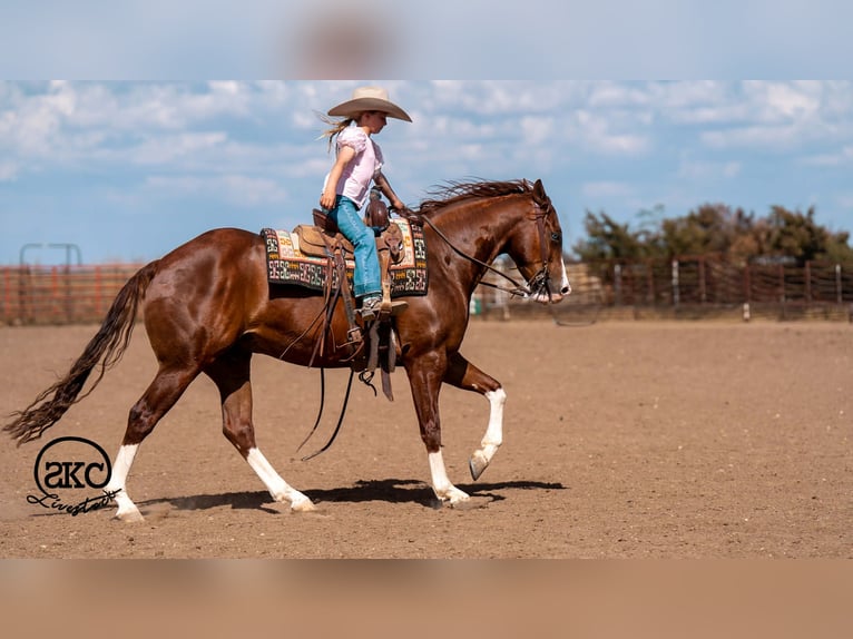 American Quarter Horse Castrone 5 Anni 152 cm Sauro ciliegia in Canyon