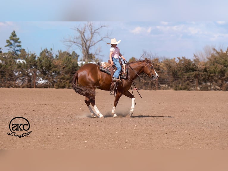 American Quarter Horse Castrone 5 Anni 152 cm Sauro ciliegia in Canyon