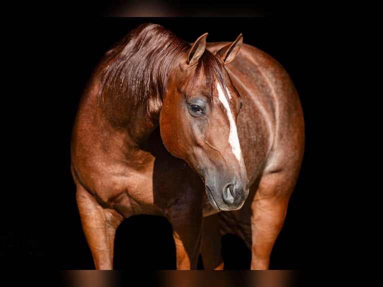 American Quarter Horse Castrone 5 Anni 152 cm Sauro ciliegia in Canyon