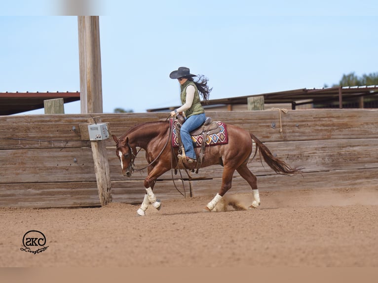 American Quarter Horse Castrone 5 Anni 152 cm Sauro ciliegia in Canyon