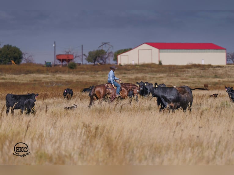 American Quarter Horse Castrone 5 Anni 152 cm Sauro ciliegia in Canyon