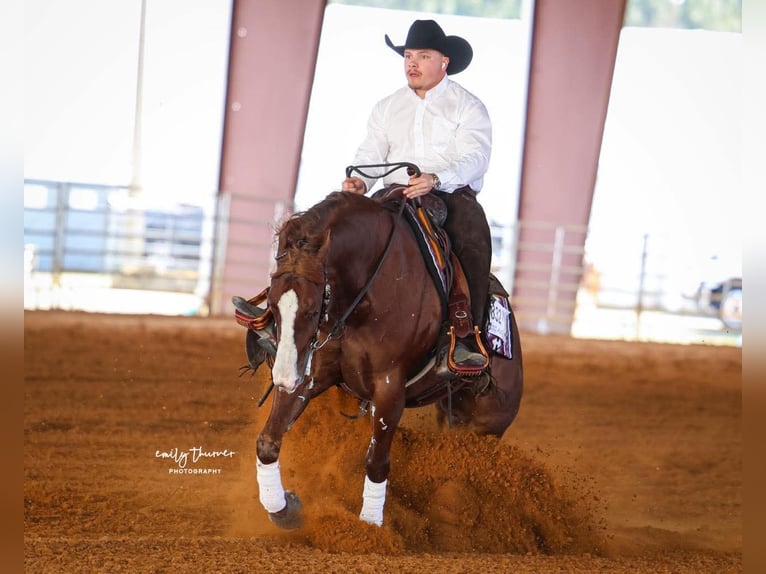 American Quarter Horse Castrone 5 Anni 152 cm Sauro ciliegia in Buffalo, MO