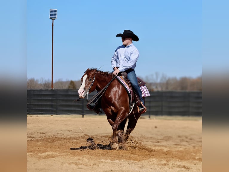 American Quarter Horse Castrone 5 Anni 152 cm Sauro ciliegia in Buffalo, MO